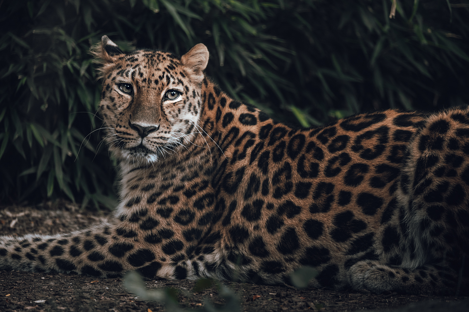 Amur leopard lying down